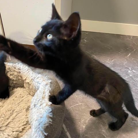 Enlarge AQUILA, a Adoptable Domestic Short Hair in Campbell River, BC image 3/4