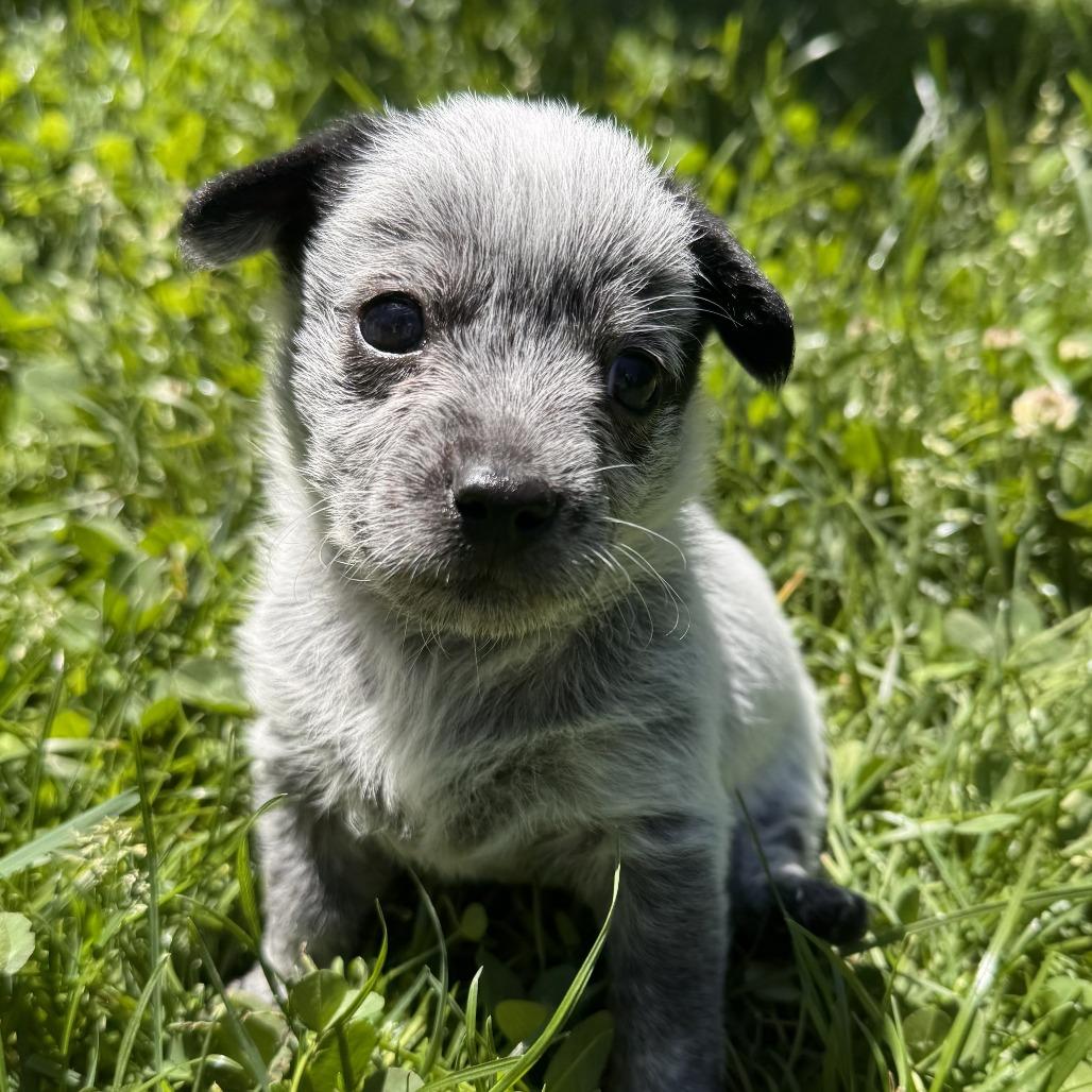 Enlarge Mei (Kung Fu Panda), a Adoptable mixed breed in Redmond, WA image 1/1