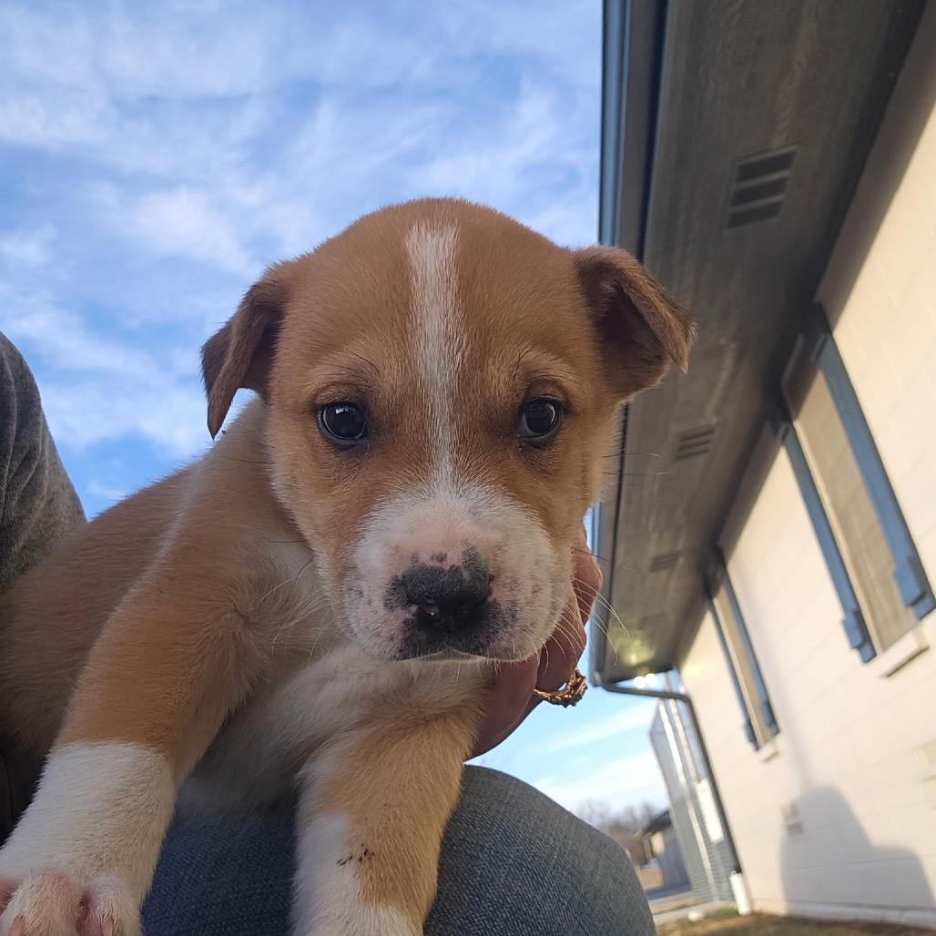 Romeo, Adoptable, Puppy Male Husky.