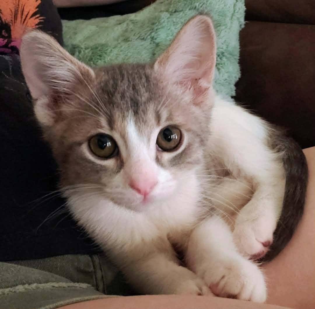 Anya, ADOPTABLE, Kitten Female Domestic Short Hair.