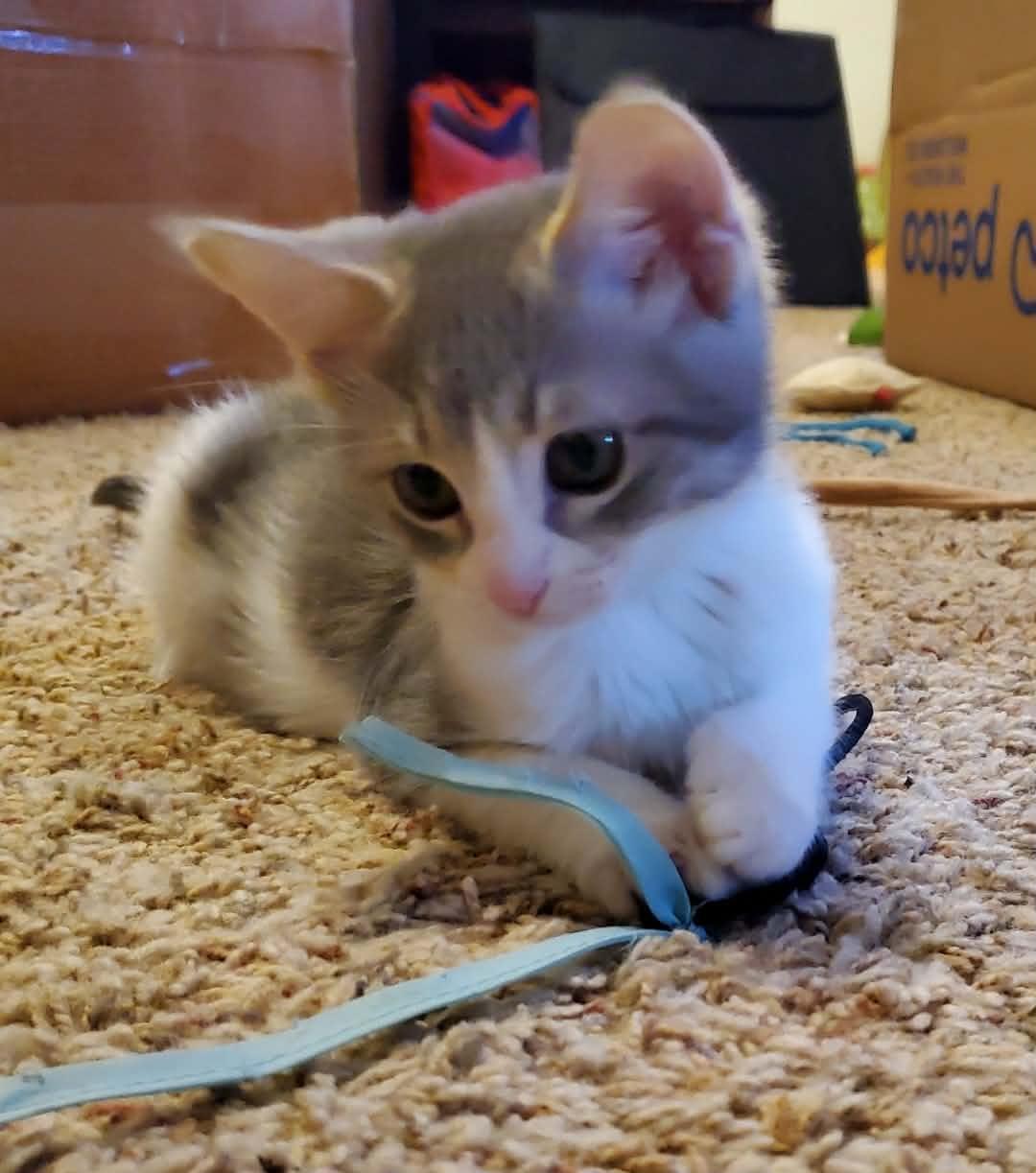 Anya, a ADOPTABLE Domestic Short Hair in Sedalia, MO image 2/6