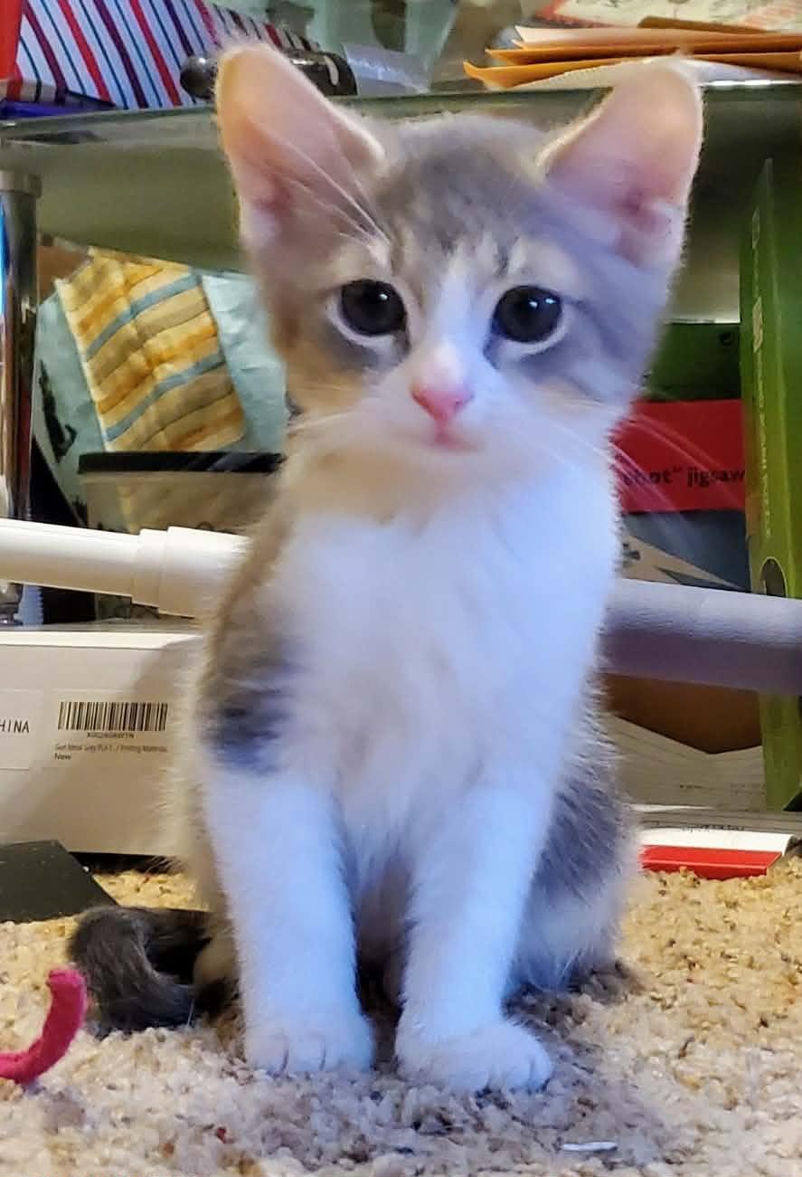 Anya, a ADOPTABLE Domestic Short Hair in Sedalia, MO image 3/6