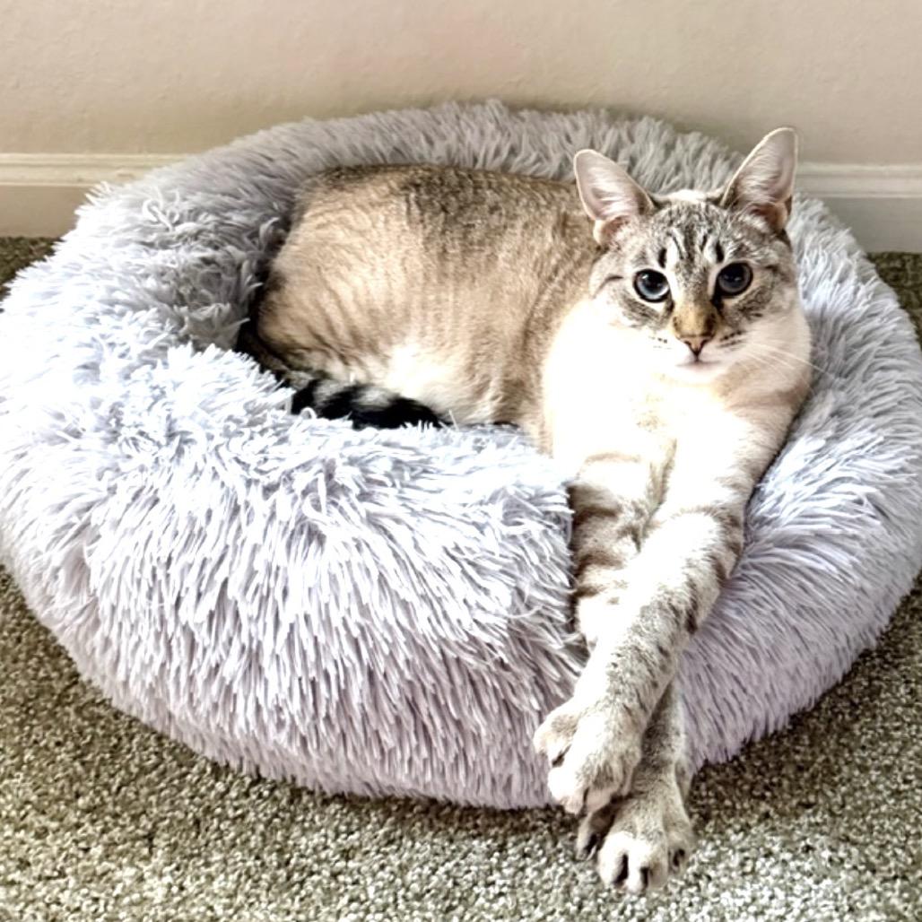 Enlarge Allie, a Adoptable Siamese in TITUSVILLE, FL image 1/3