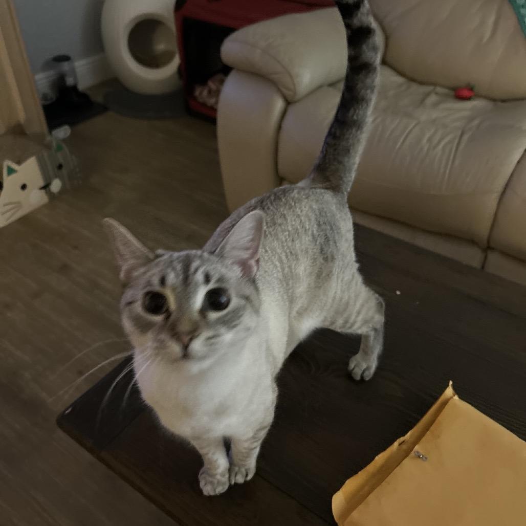 Enlarge Allie, a Adoptable Siamese in TITUSVILLE, FL image 2/3