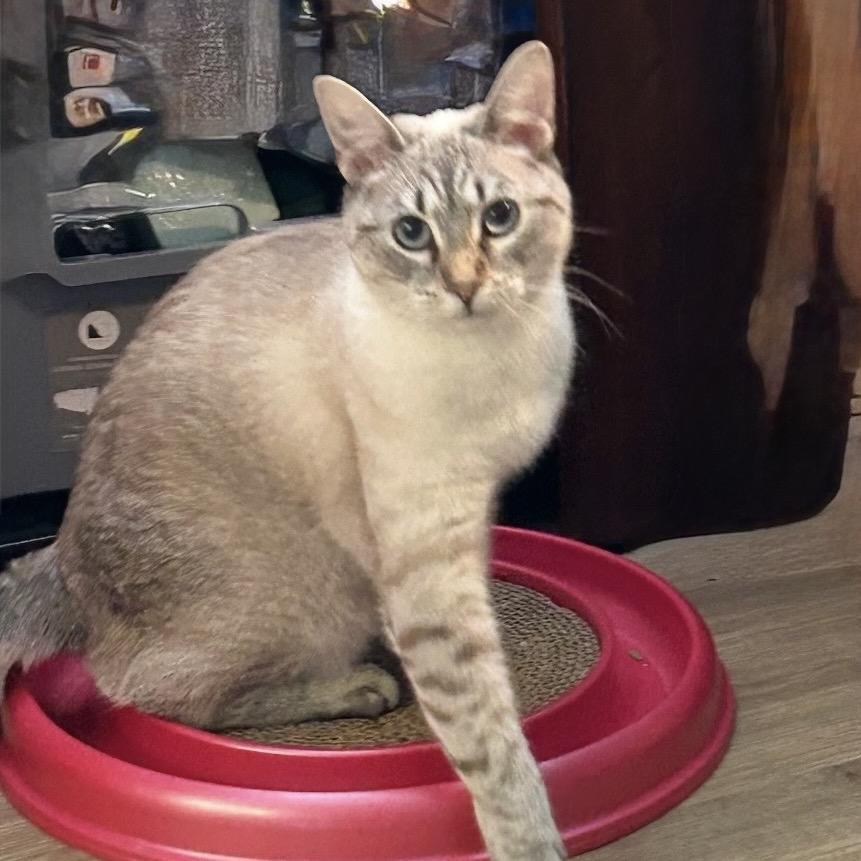 Enlarge Allie, a Adoptable Siamese in TITUSVILLE, FL image 3/3