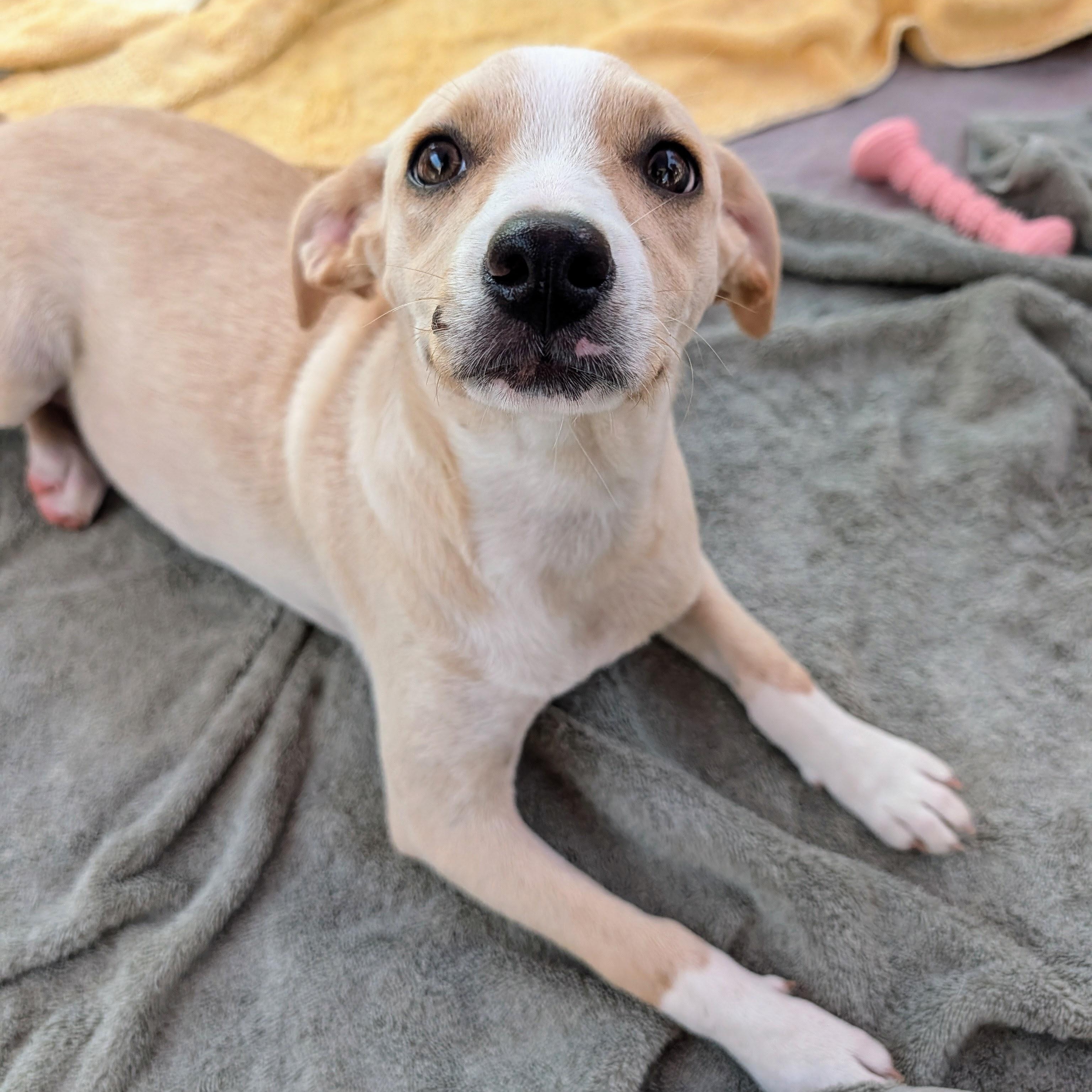 Pearle, Adopted, Puppy Female Beagle & Hound.