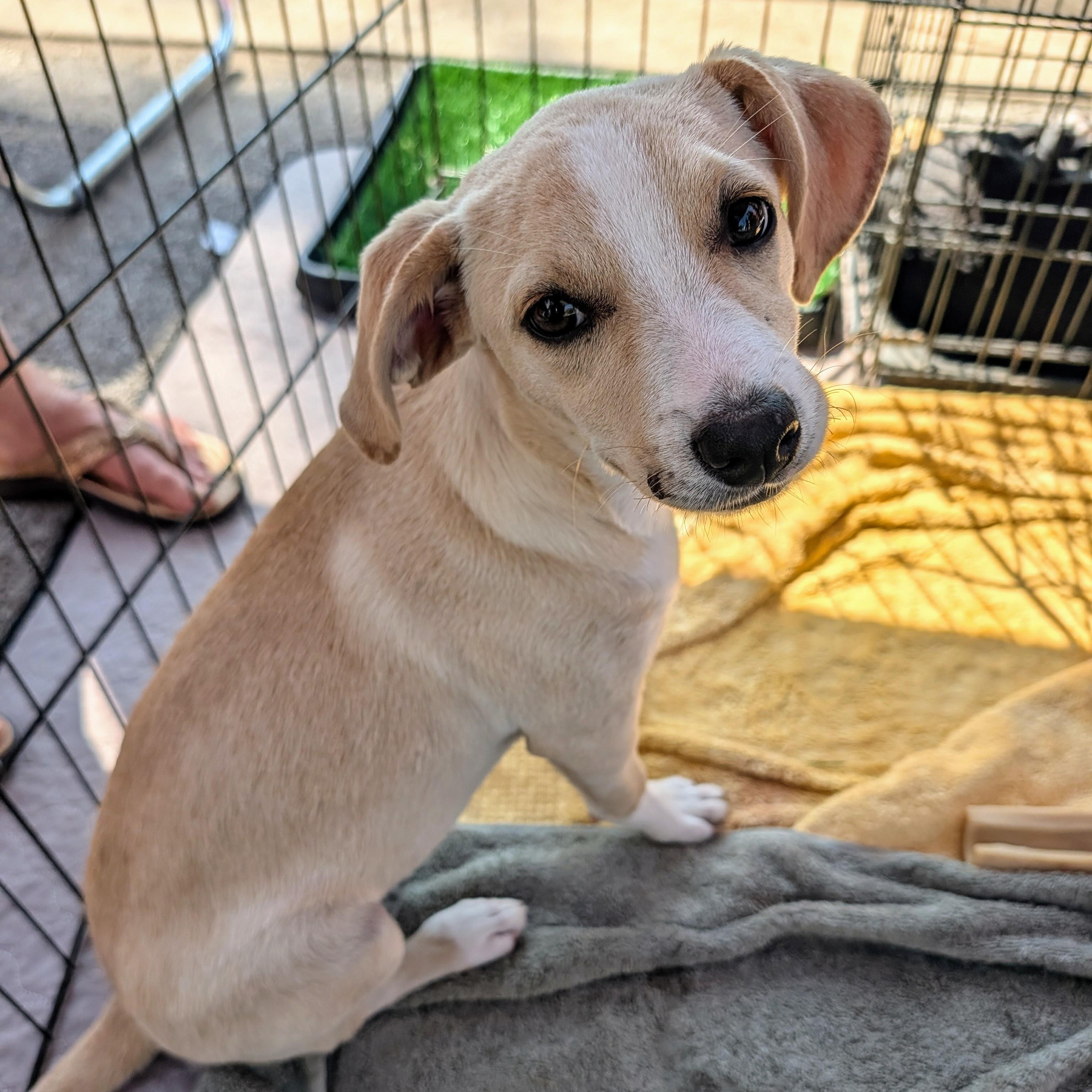Enlarge Pearle, a Adopted mixed breed in Bella Vista, AR image 2/3