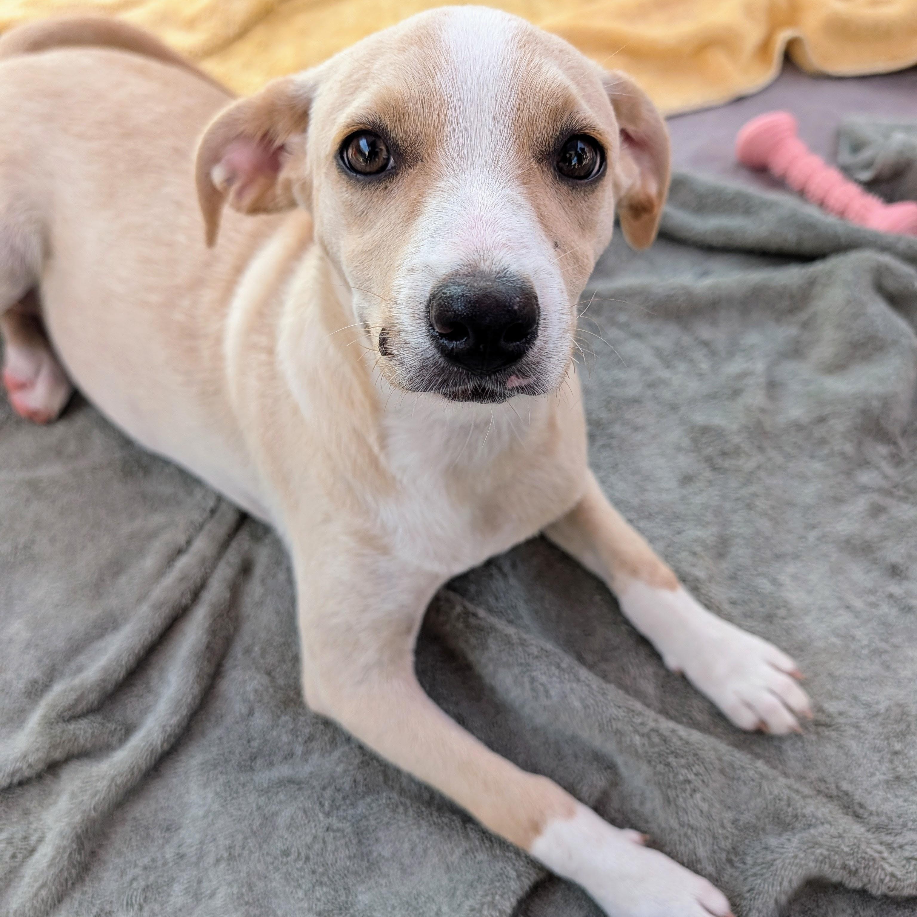 Enlarge Pearle, a Adopted mixed breed in Bella Vista, AR image 3/3