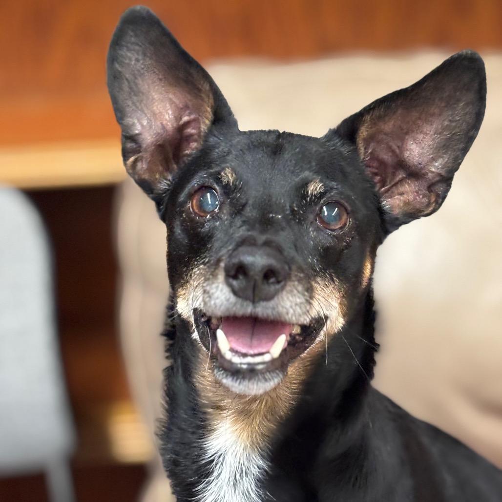 Woodrow, a Adoptable Dachshund in Fresno, CA image 1/6