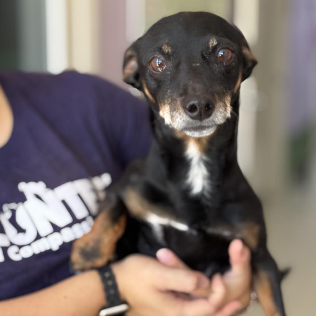 Woodrow, a Adoptable Dachshund in Fresno, CA image 2/6