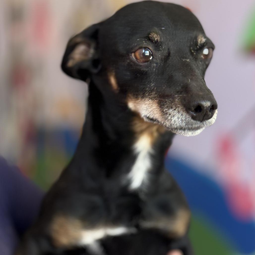Woodrow, a Adoptable Dachshund in Fresno, CA image 3/6