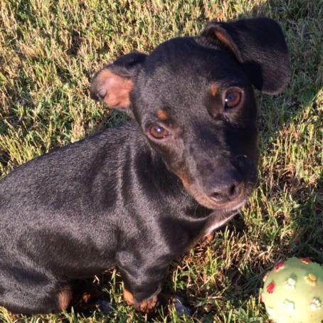 Woodrow, a Adoptable Dachshund in Fresno, CA image 4/6