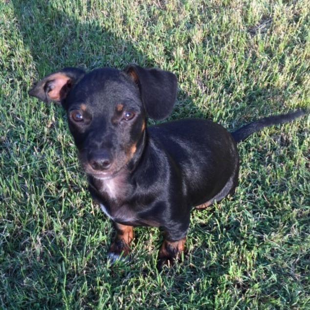 Woodrow, a Adoptable Dachshund in Fresno, CA image 5/6