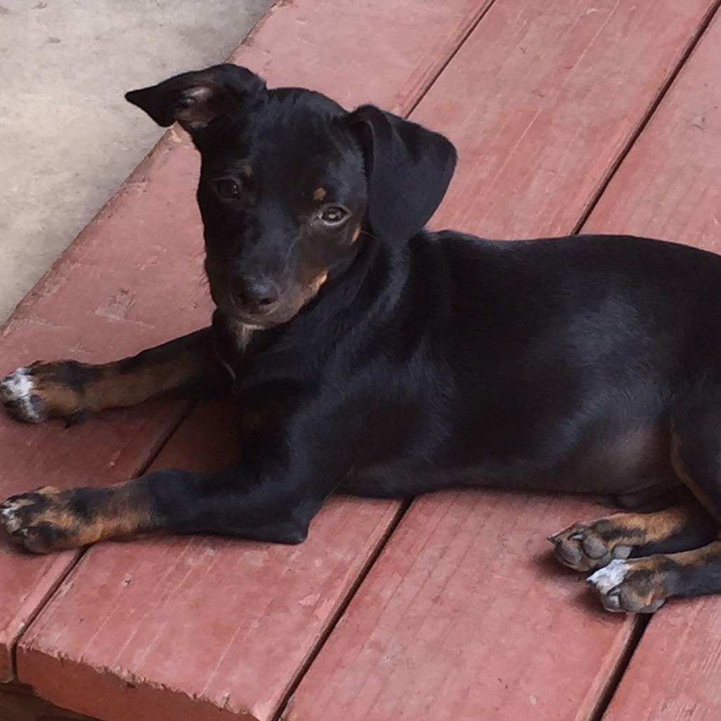 Woodrow, a Adoptable Dachshund in Fresno, CA image 6/6