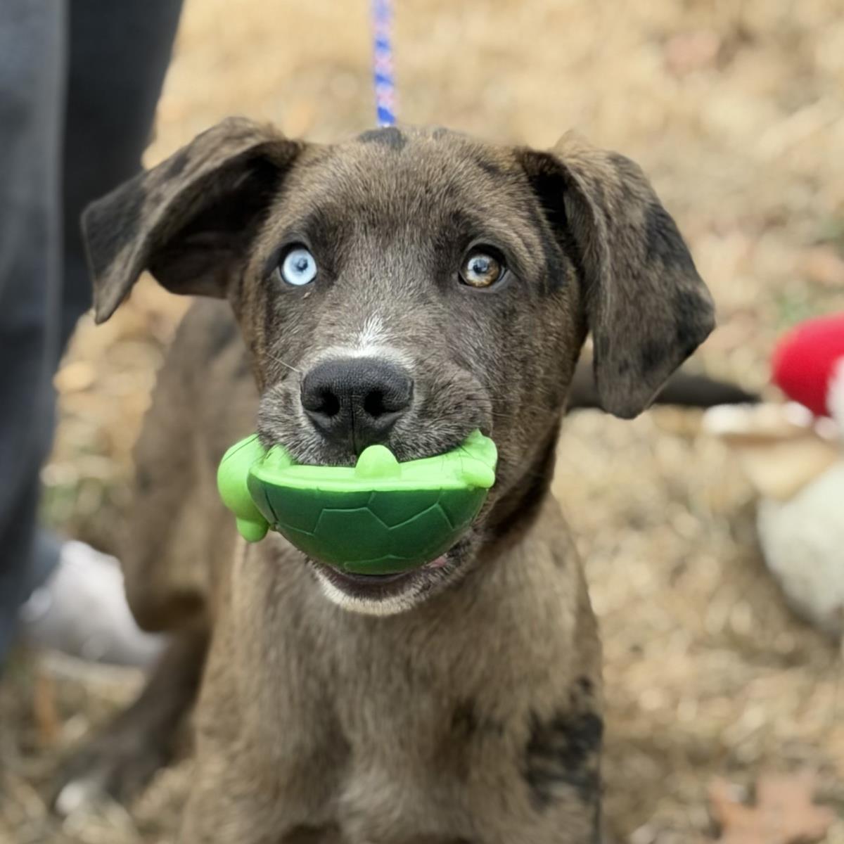 Moose, a Adoptable mixed breed in Locust Fork, AL image 1/3