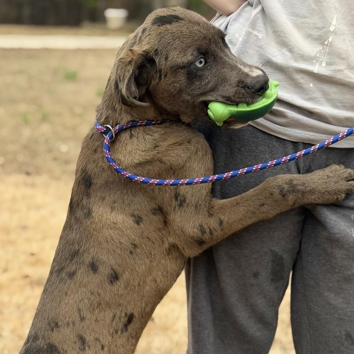 Moose, a Adoptable mixed breed in Locust Fork, AL image 2/3