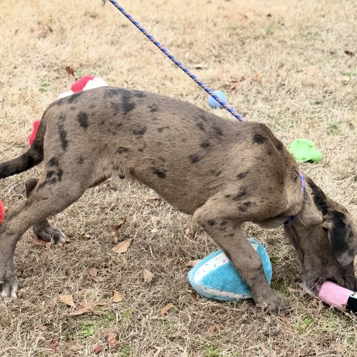 Moose, a Adoptable mixed breed in Locust Fork, AL image 3/3