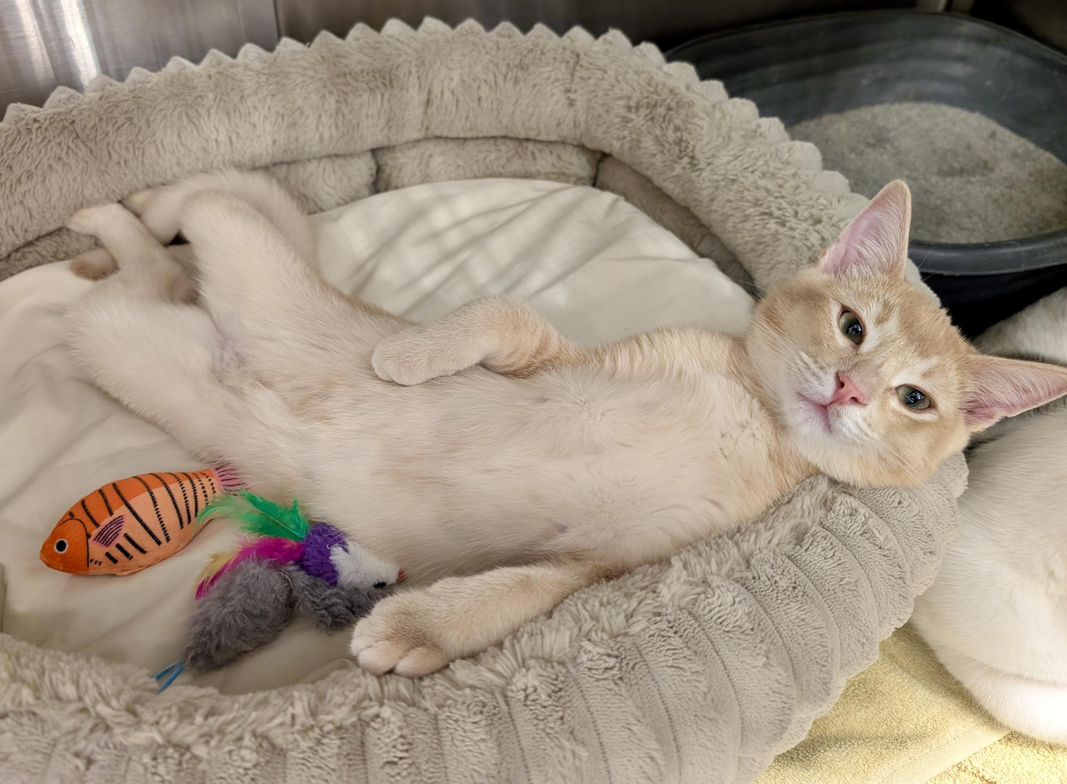 Bailey, adoptable, Young Male Domestic Short Hair.