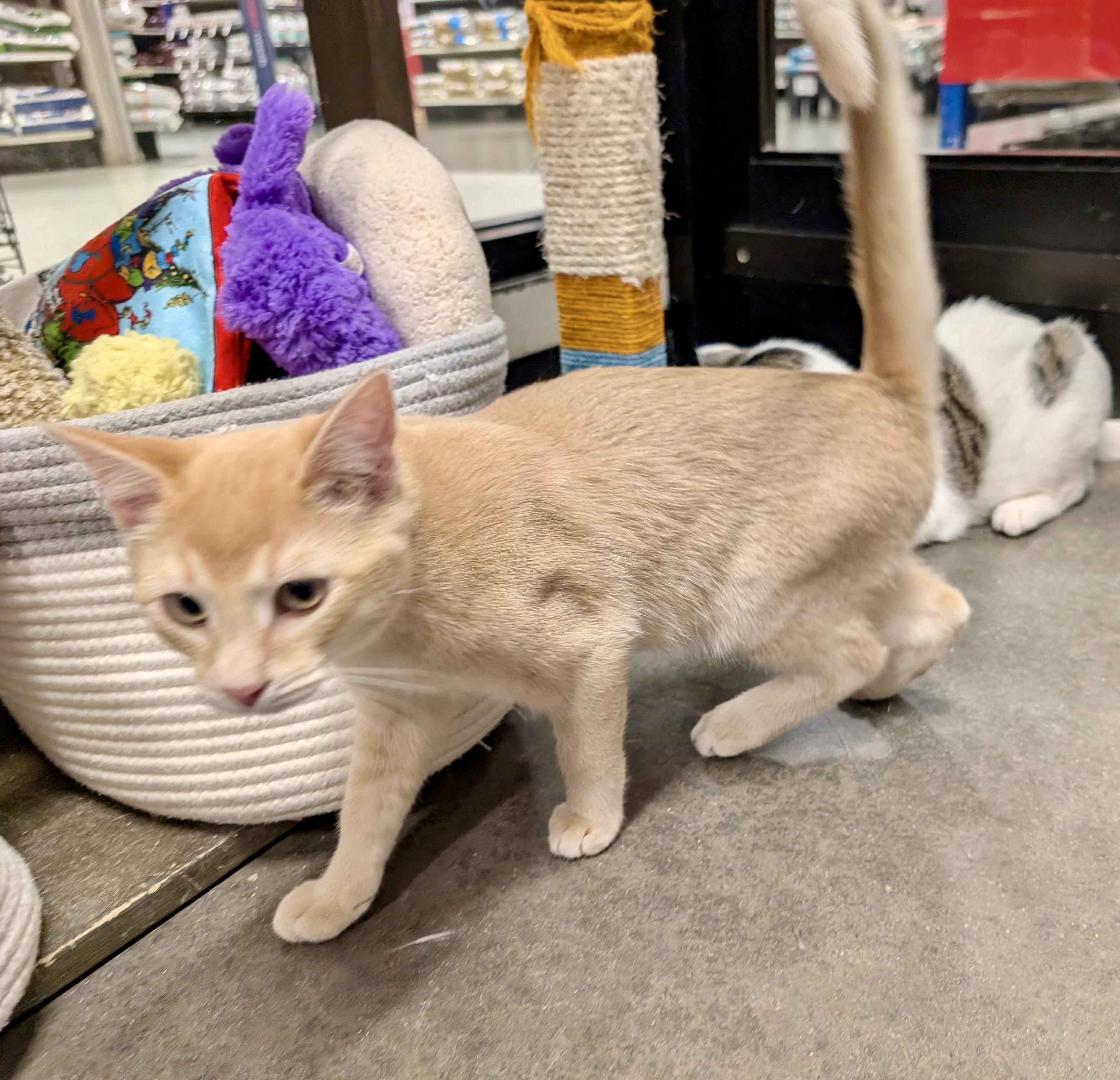 Enlarge Bailey, an adopted Domestic Short Hair in San Juan Capistrano, CA image 6/6