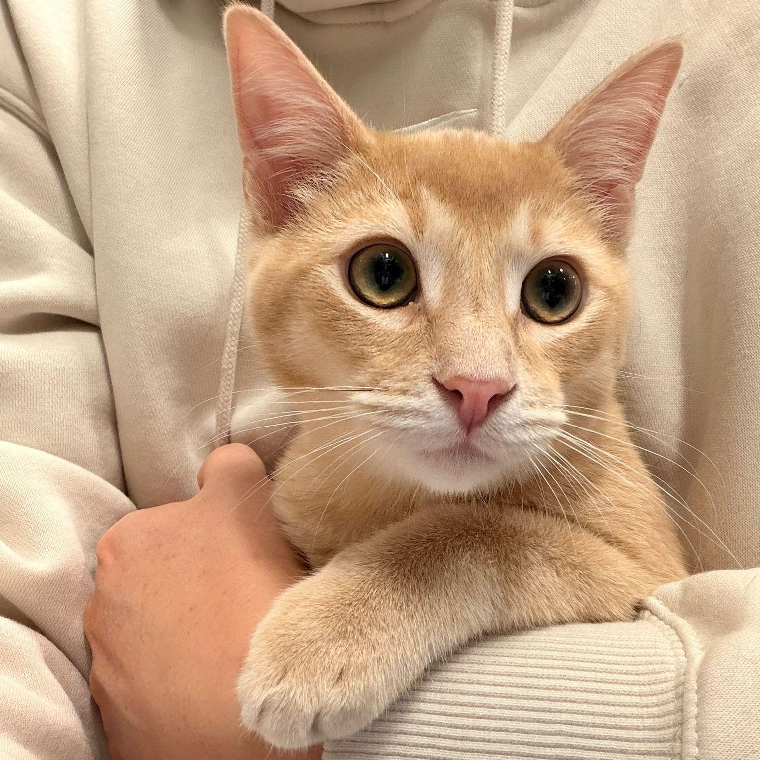 Bailey, adopted, Young Male Domestic Short Hair.