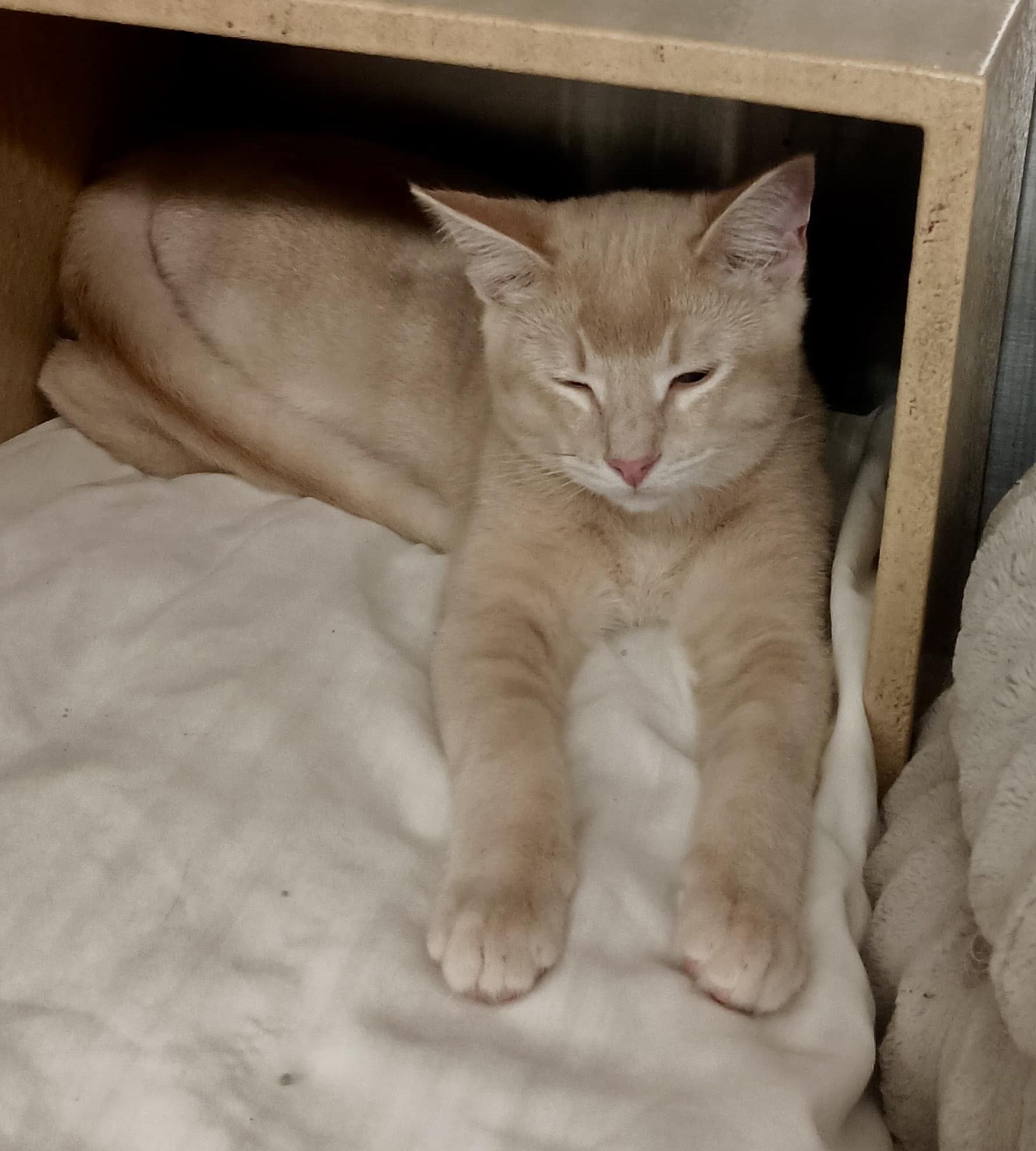 Enlarge Bailey, an adopted Domestic Short Hair in San Juan Capistrano, CA image 3/6