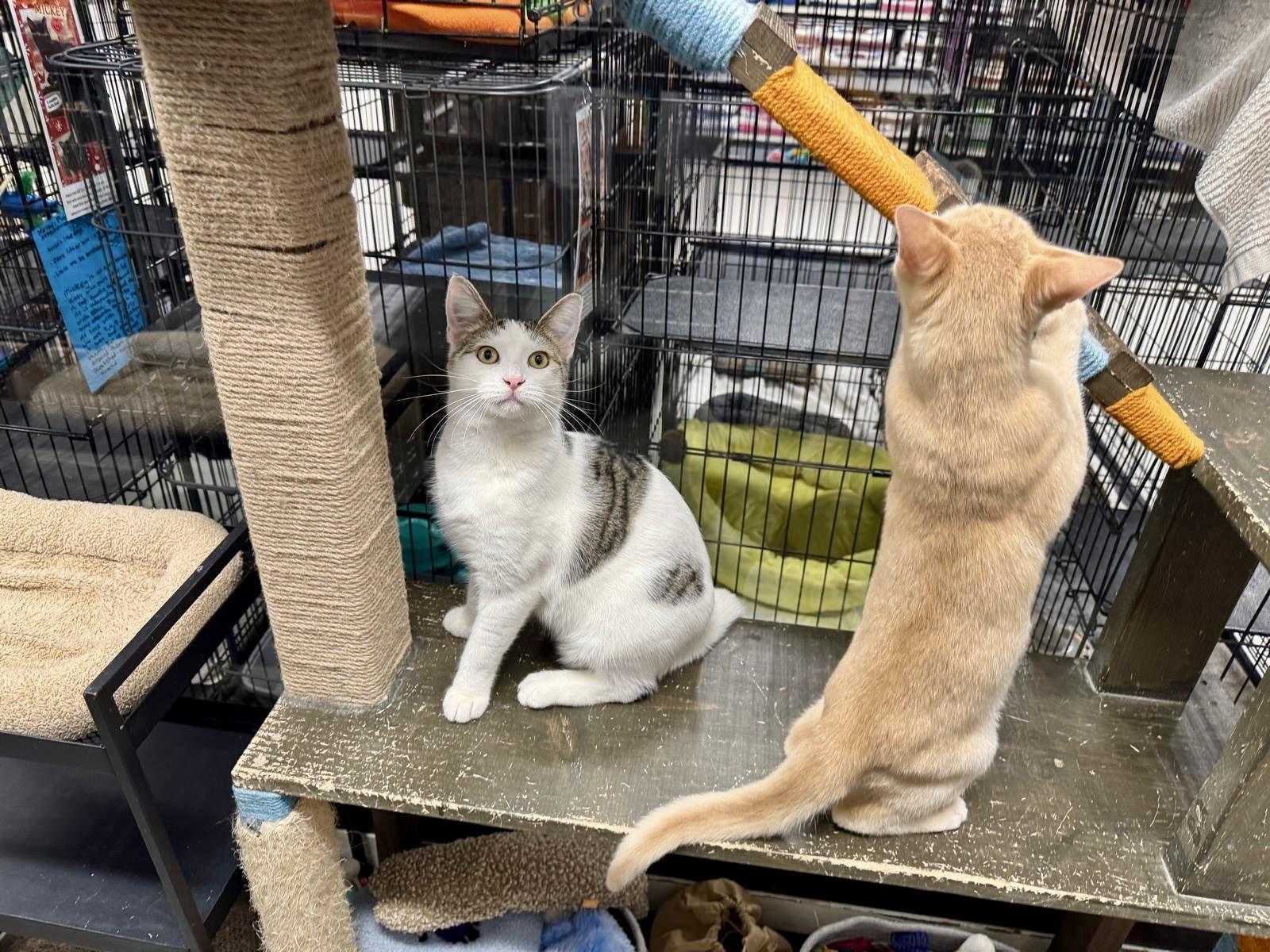 Enlarge Bailey, an adopted Domestic Short Hair in San Juan Capistrano, CA image 5/6