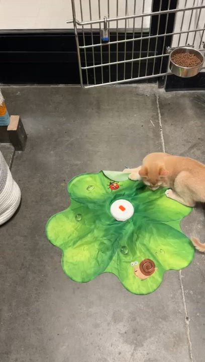 Enlarge Bailey, an adopted Domestic Short Hair in San Juan Capistrano, CA video 4/6