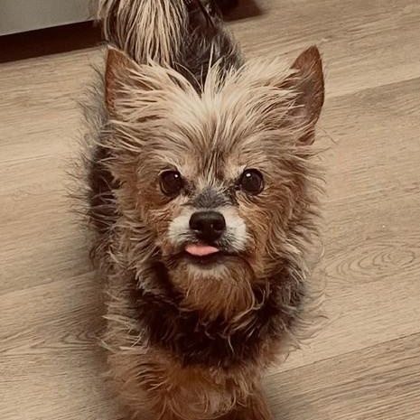 Enlarge Kylie, an adopted Yorkshire Terrier in Boca Raton, FL image 1/2