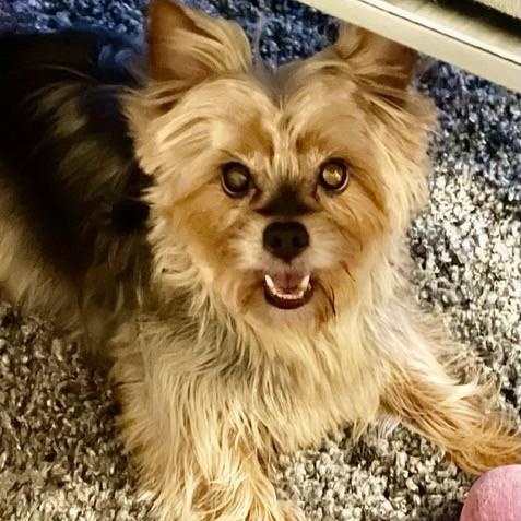 Enlarge Kylie, an adopted Yorkshire Terrier in Boca Raton, FL image 2/2