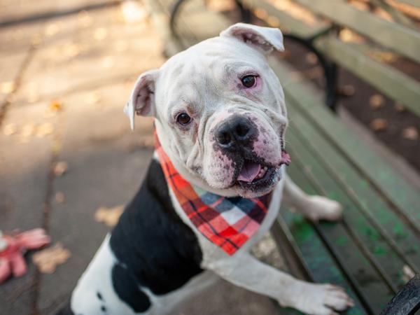 Charcoal thumbnail 6