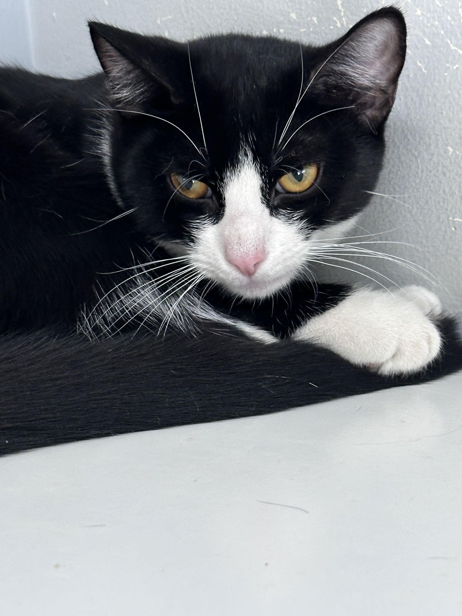 Prissy (kitten), Adoptable, Young Female Domestic Short Hair.