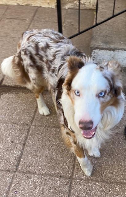 Oz, Adoptable, Adult Male Australian Shepherd.