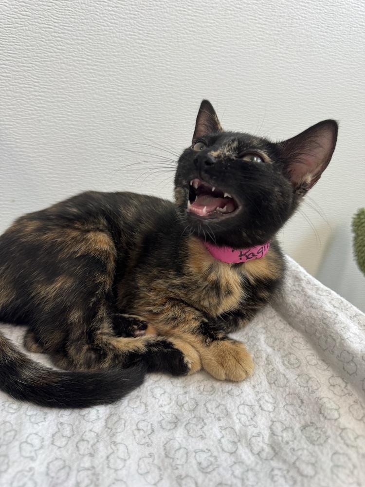 Raging Ravioli, Adoptable, Adult Female Domestic Short Hair.