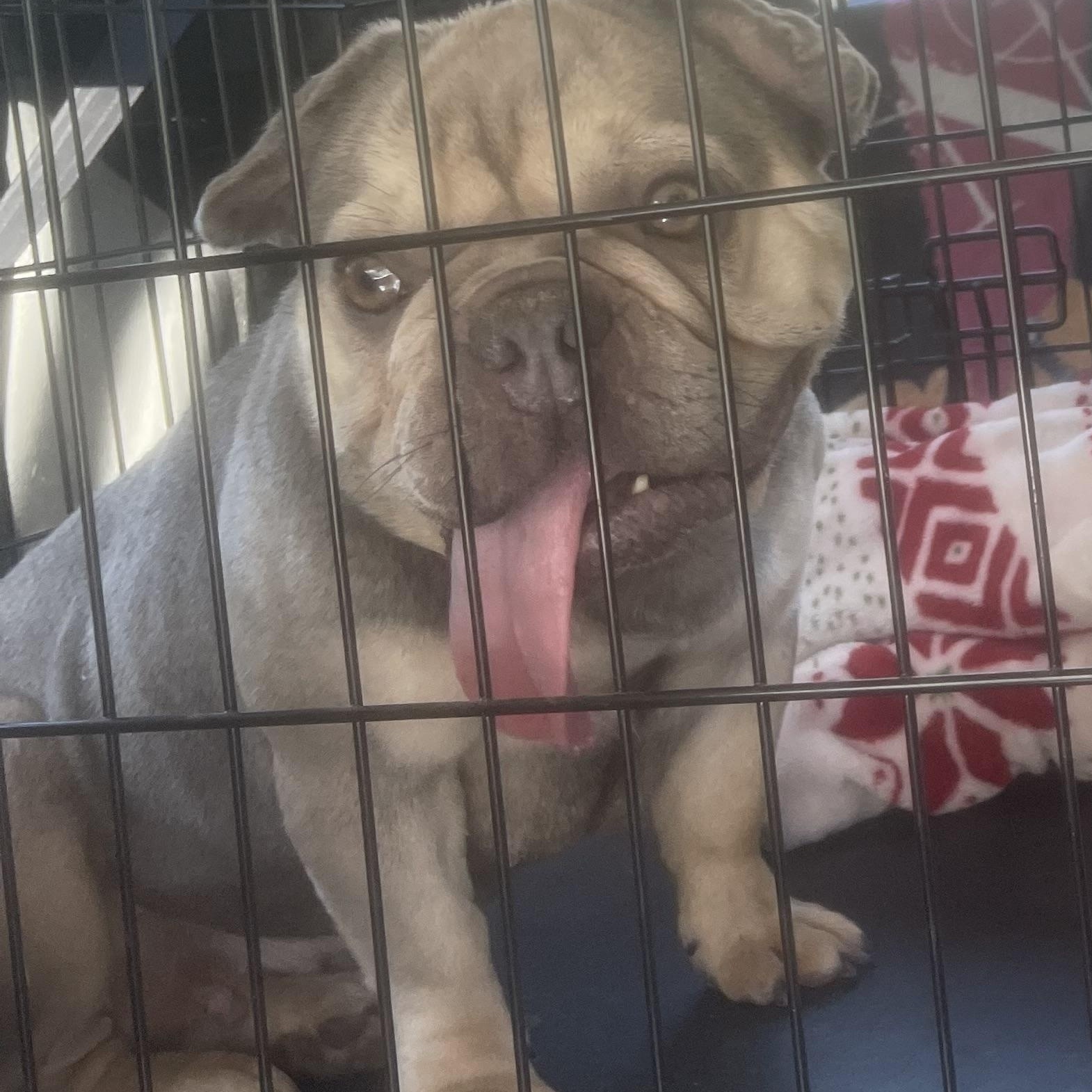 Babe, a ADOPTABLE French Bulldog in Fredericksburg, VA image 2/3