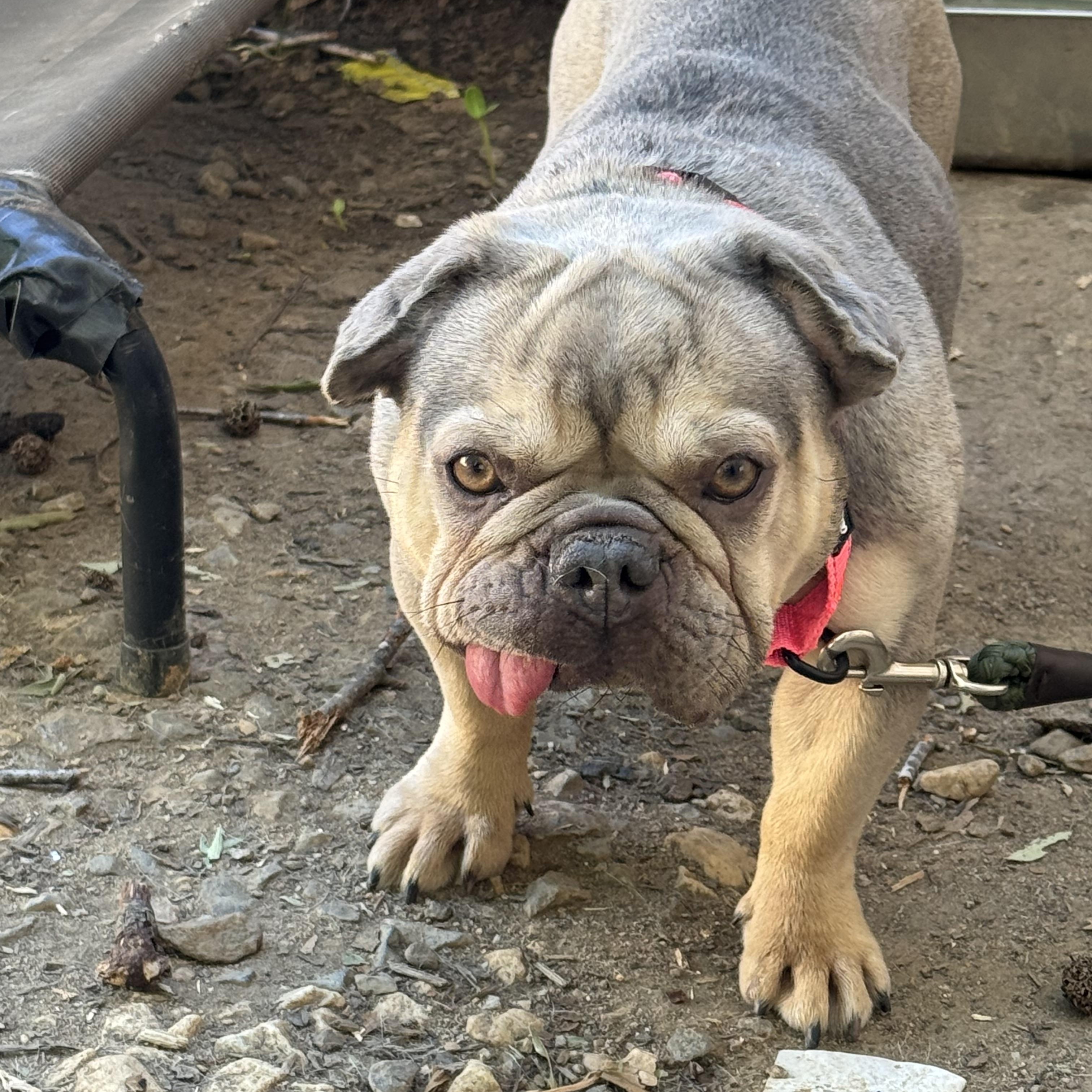 Babe, a ADOPTABLE French Bulldog in Fredericksburg, VA image 3/3