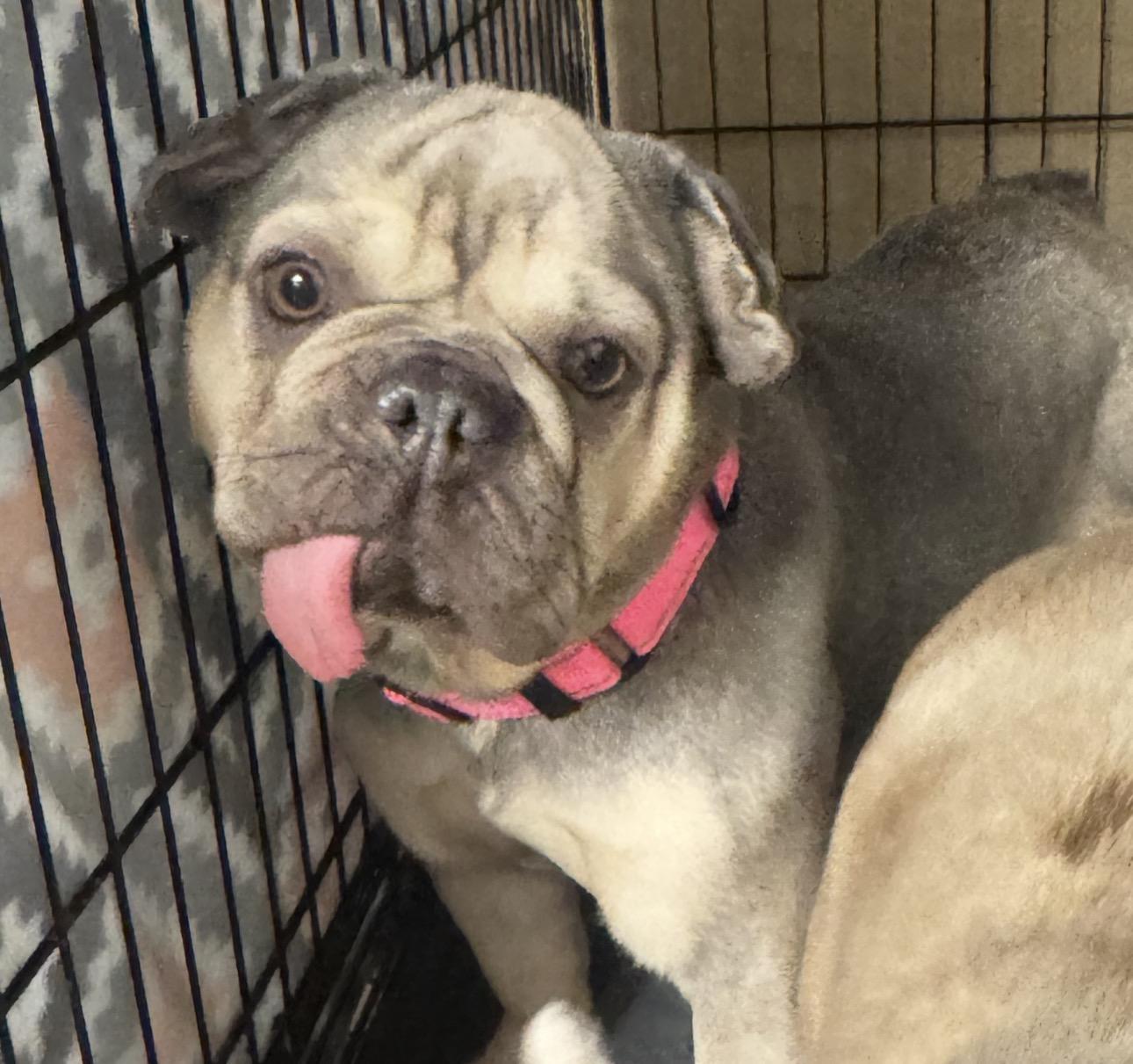 Babe, ADOPTABLE, Adult Female French Bulldog.