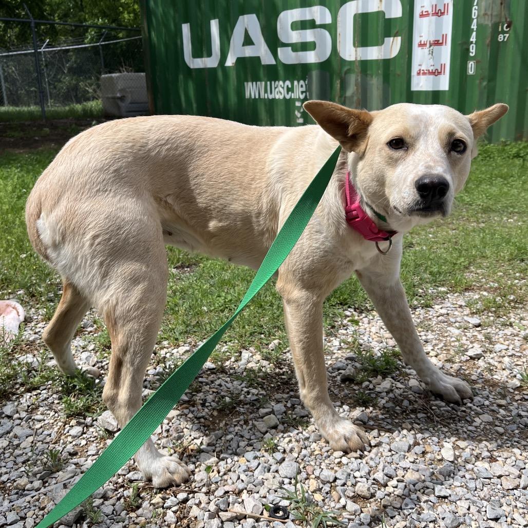 Enlarge Sparkles, a Adoptable Mixed Breed in Pauls Valley, OK image 1/1