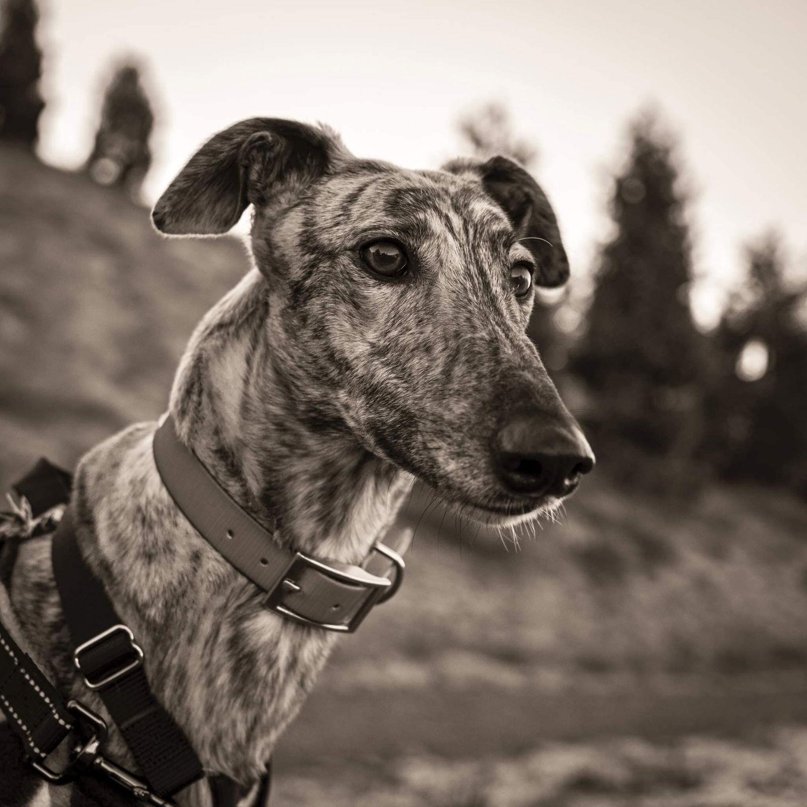 Orla, a Adoptable Greyhound in Woodinville, WA image 1/4