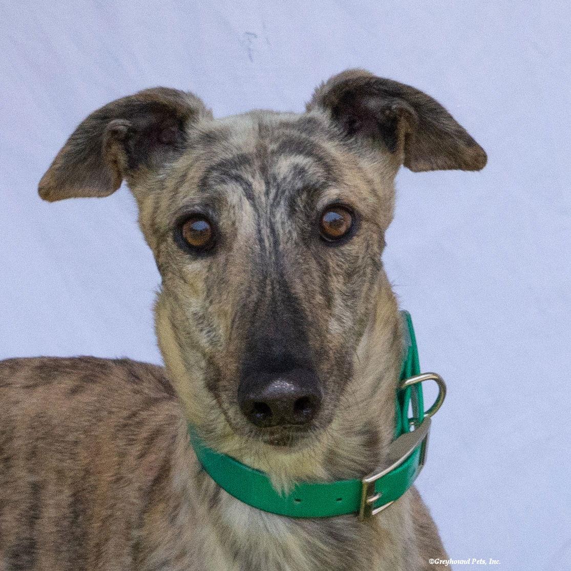 Orla, a Adoptable Greyhound in Woodinville, WA image 2/4