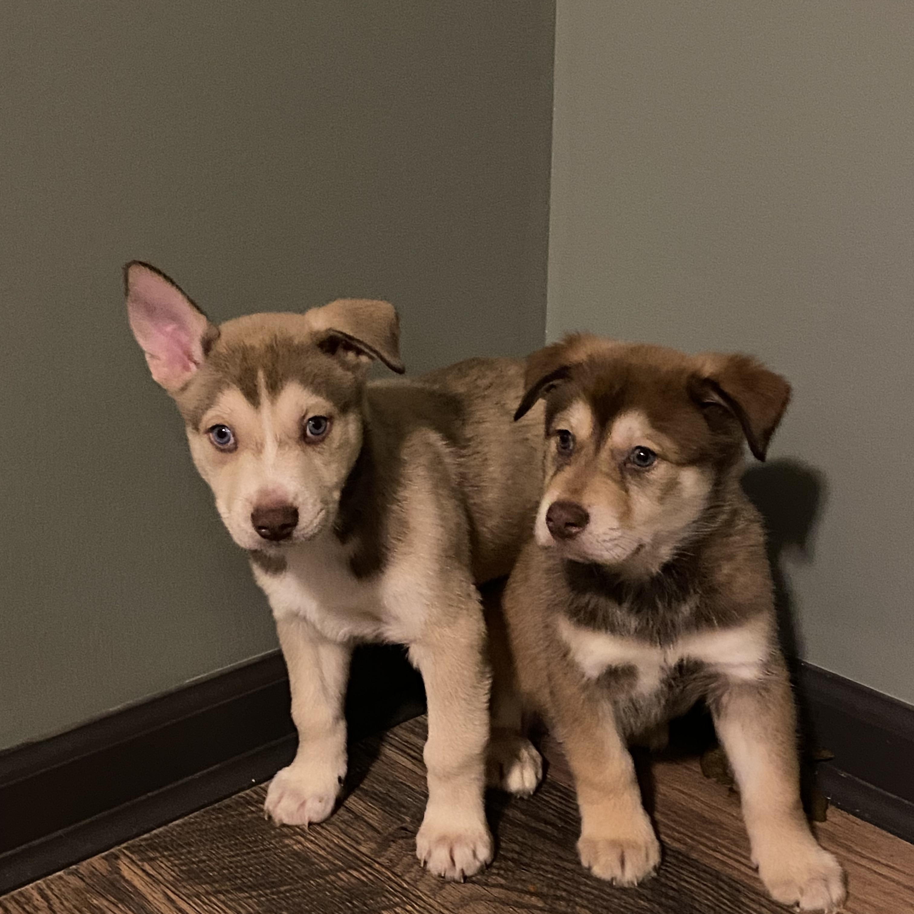 Enlarge Chip! Sweet easy boy! , a ADOPTABLE mixed breed in RUSSIAVILLE, IN image 3/5