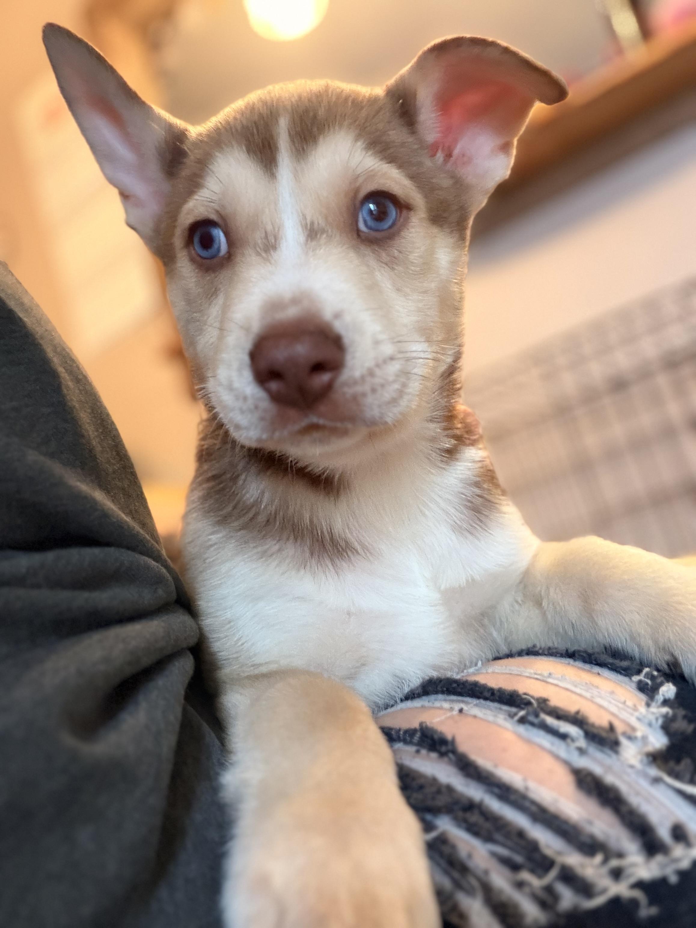 Chip! Sweet easy boy! — thumbnail 3