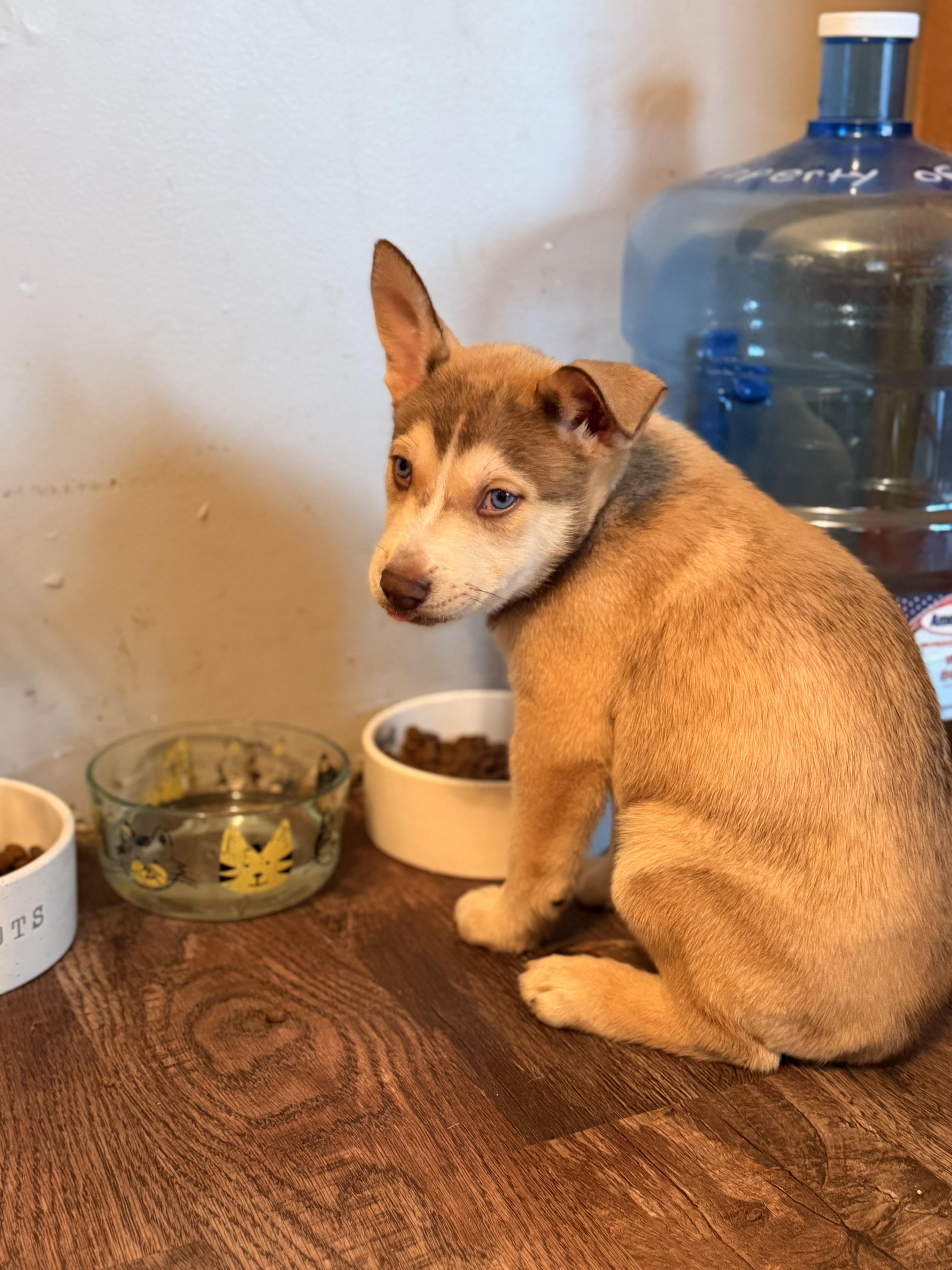 Enlarge Chip! Sweet easy boy! , a ADOPTABLE mixed breed in RUSSIAVILLE, IN image 2/5