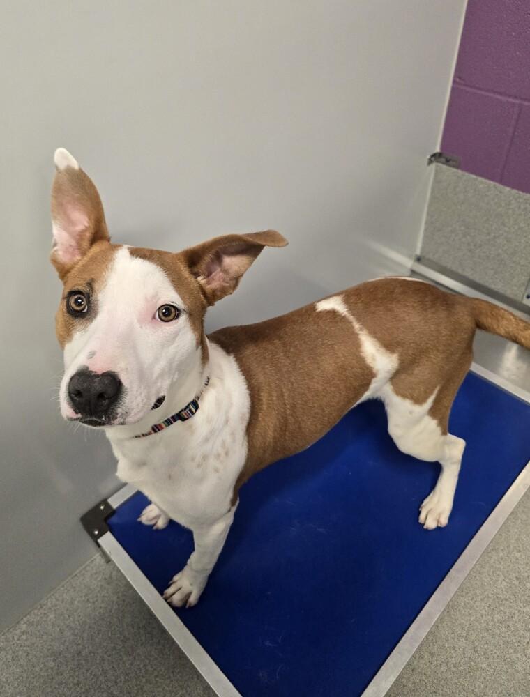 Noelle, Adoptable, Puppy Female Cattle Dog & Pit Bull Terrier.