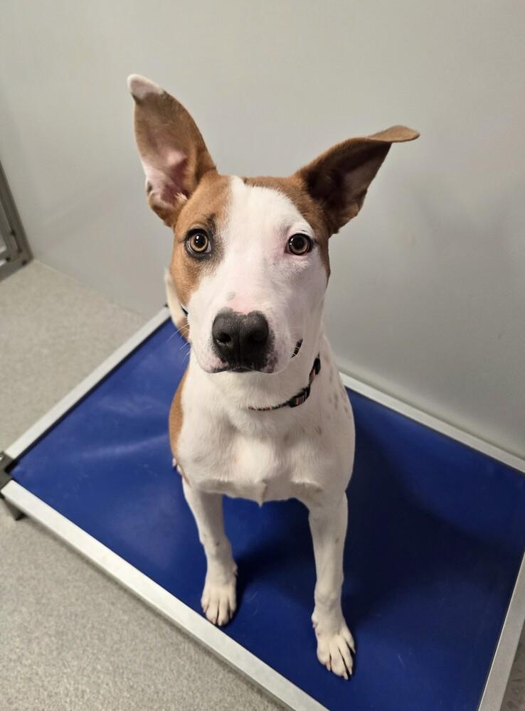 Enlarge Noelle, a Adoptable mixed breed in Wellington, KS image 6/6