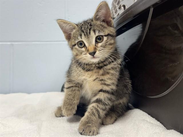 Enlarge MAGNOLIA, a Adoptable Domestic Short Hair in Ames, IA image 1/1
