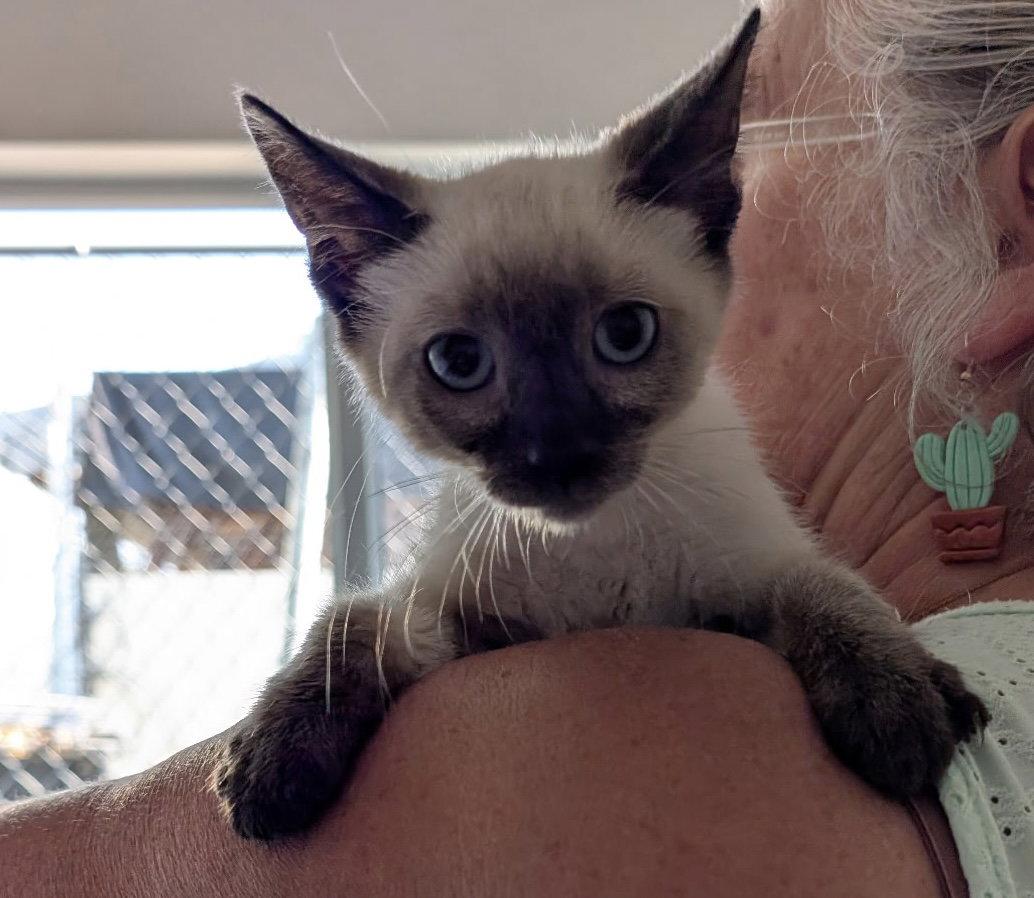 Enlarge Kitten - Kouji, a Adopted Domestic Short Hair in Emmett, ID image 1/1