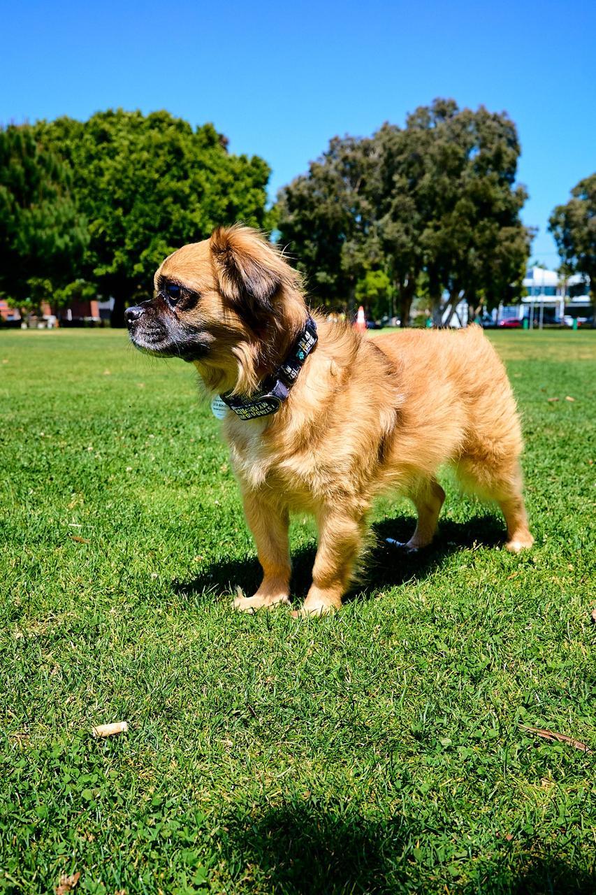 Enlarge Winky, a ADOPTABLE Pekingese in Los Angeles, CA image 6/6