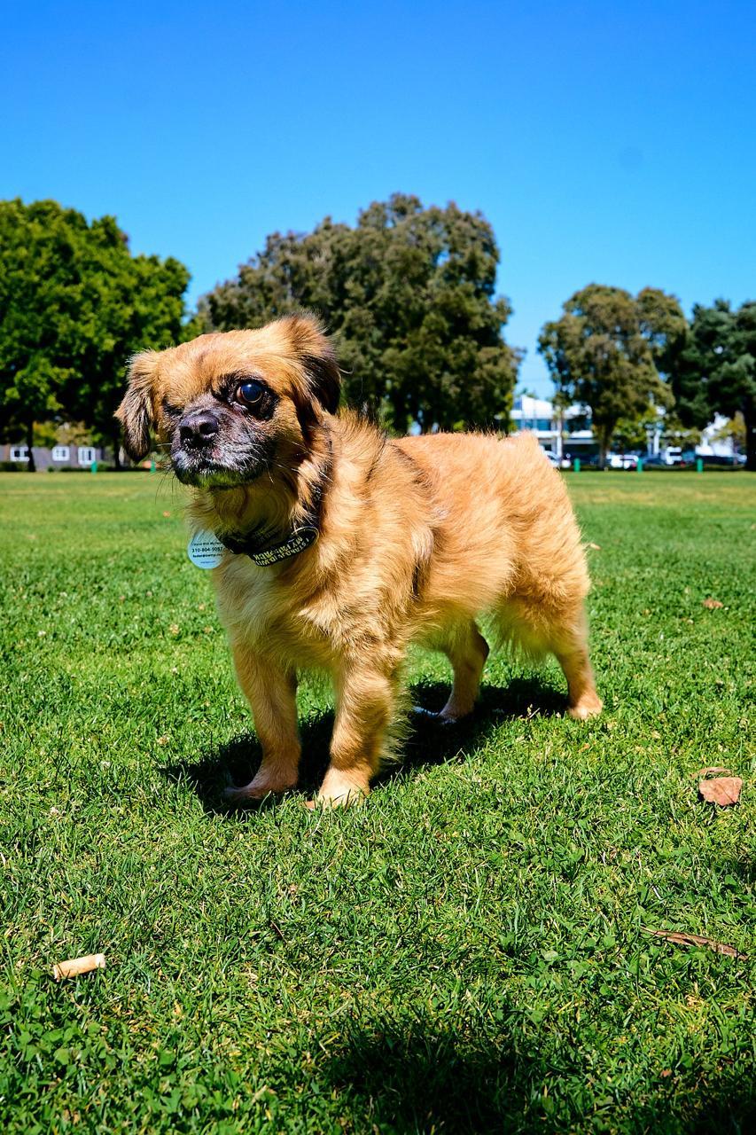 Enlarge Winky, a ADOPTABLE Pekingese in Los Angeles, CA image 3/6