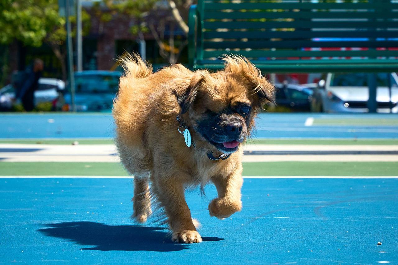 Enlarge Winky, a ADOPTABLE Pekingese in Los Angeles, CA image 5/6