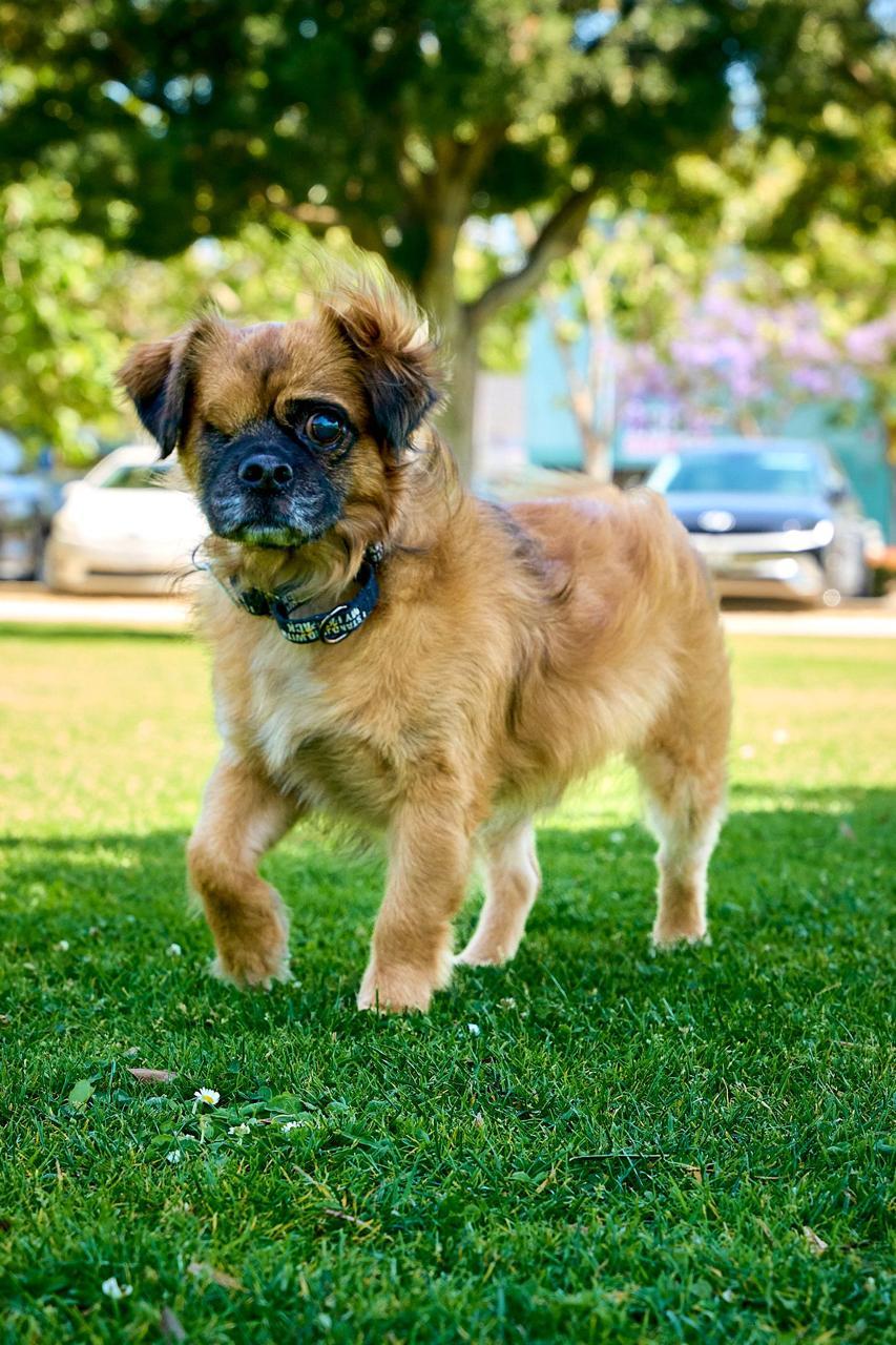 Enlarge Winky, a ADOPTABLE Pekingese in Los Angeles, CA image 2/6